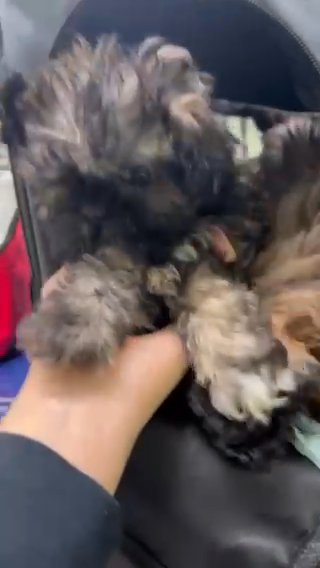 Imperial Shih Tzu in Orlando, Florida