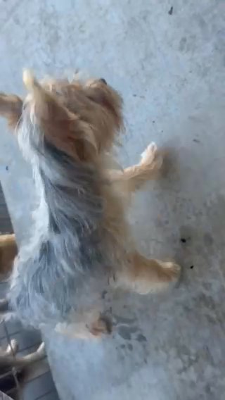 Yorkie Boy in College Station, Texas