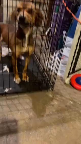 Beagle And Chihuahua in Allentown, Pennsylvania