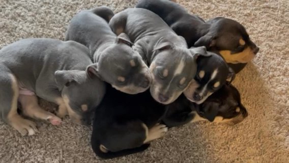 CHAMPION BLOODLINE AMERICAN BULLY PUPPIES FOR SALE in Rochester, New York