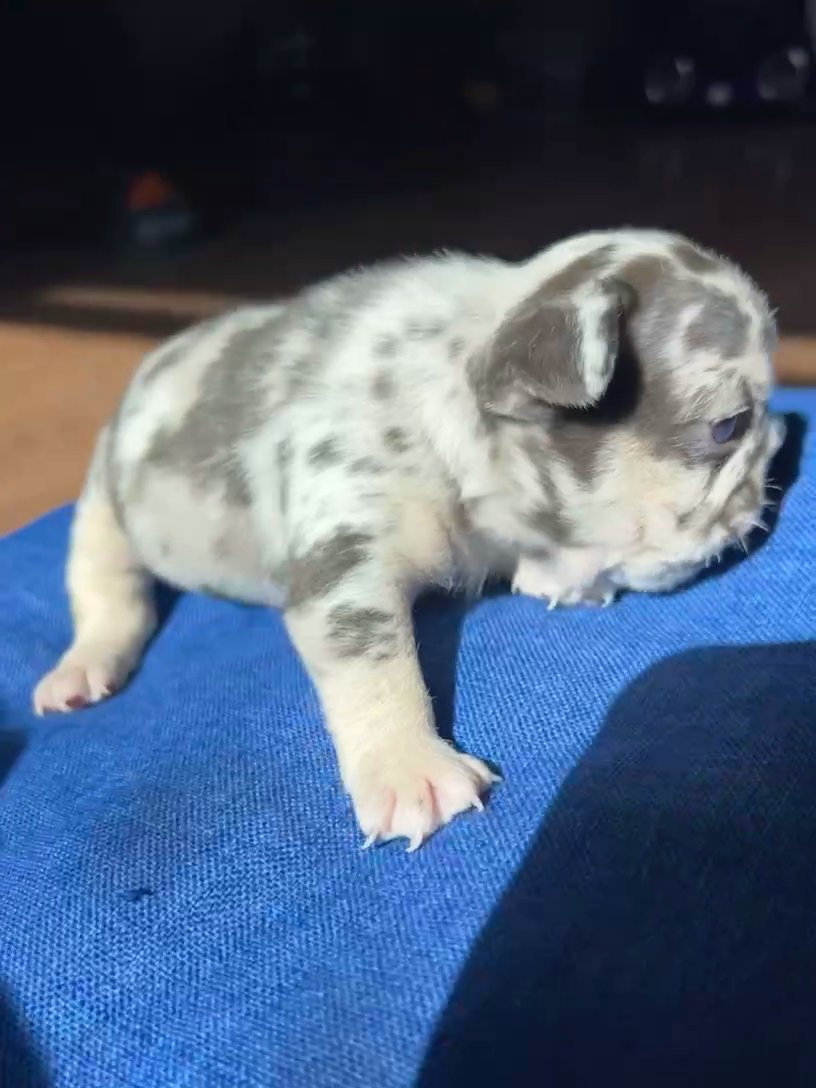 Chocolate Tri Merle Female in El Paso, Texas