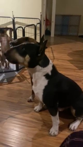 Bull Terrier, Puppies in Los Angeles, California