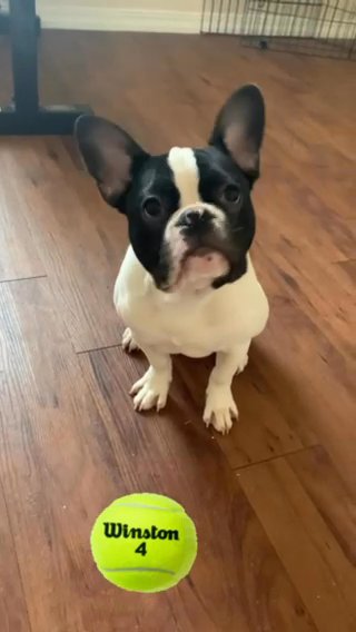 Frenchie needs a New Home in El Paso, Texas