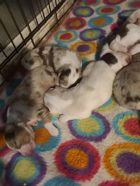 Standard Australian Puppies in Merced, California