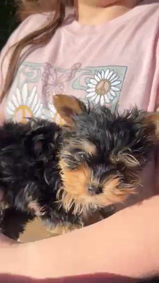 Very small little purebred Yorkie puppy. in Menifee, California