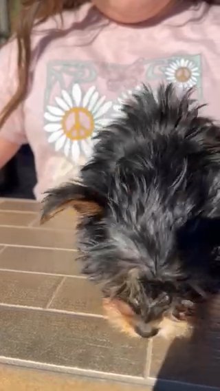 12 week old Teacup Purebred, Yorkie Puppy. in Menifee, California