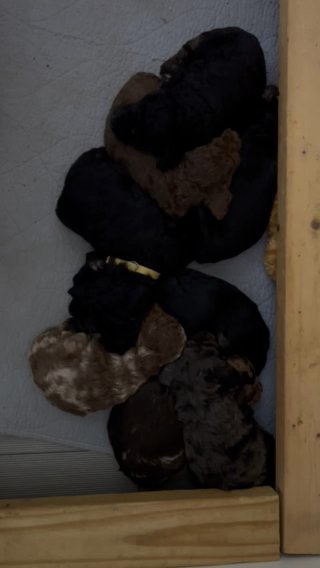 CKC Standard Poodle (Moyen) in Charlotte, North Carolina