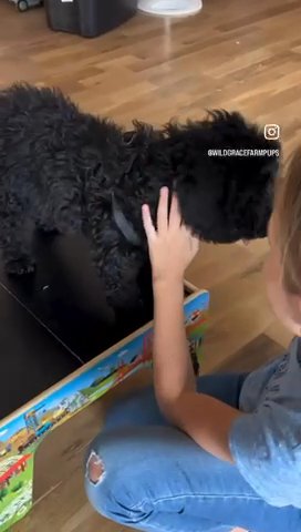 Maple CKC Standard Poodle in Charlotte, North Carolina