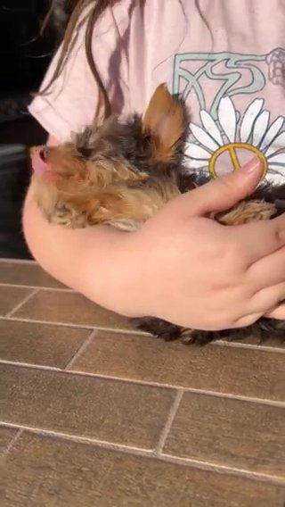 12 week old liver/tan purebred Yorkie puppyo in Menifee, California