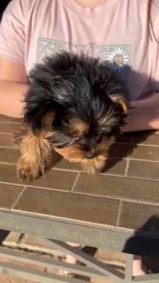 12 week old male Yorkie puppy in Menifee, California