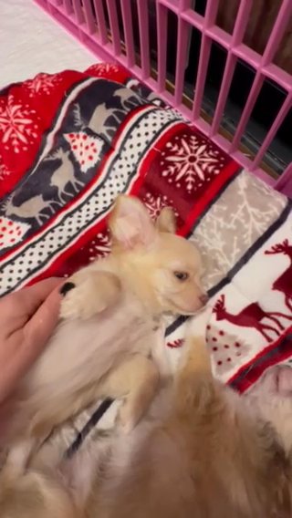 Simba ???chihuahua puppy in Brooklyn, New York