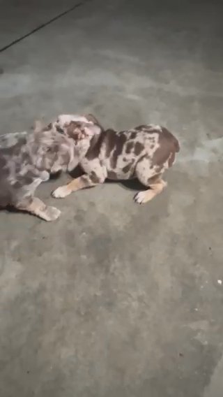 English Bulldog Female Rehome in Los Angeles, California