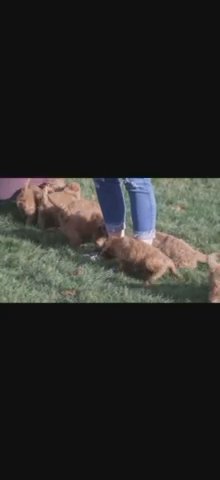 Mini Goldendoodle in New York City, New York