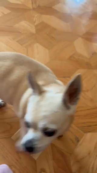 Selling A Dog in Washington, District of Columbia