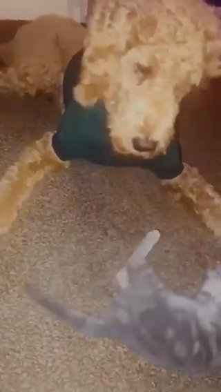 ****Full blood Goldendoodle**** in Albany, Georgia