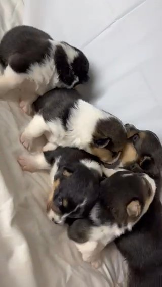 Cuties in Colton, California