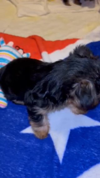 Akc Yorkie Male in Lexington-Fayette, Kentucky
