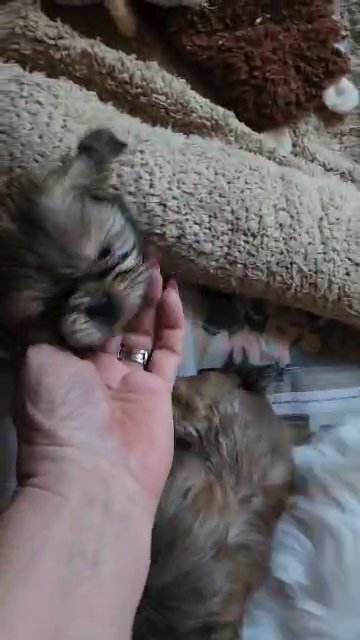 Shihtzu babies in Greensboro, North Carolina