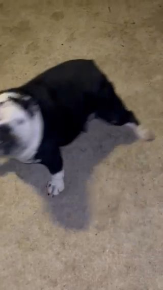 Female English Bulldog in Houston, Texas