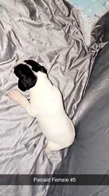 Great Dane Piebald Female #5 in Bristol, Virginia