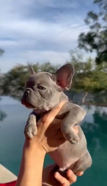 Frenchie Blue/ Fluffy Carrier in Albuquerque, New Mexico