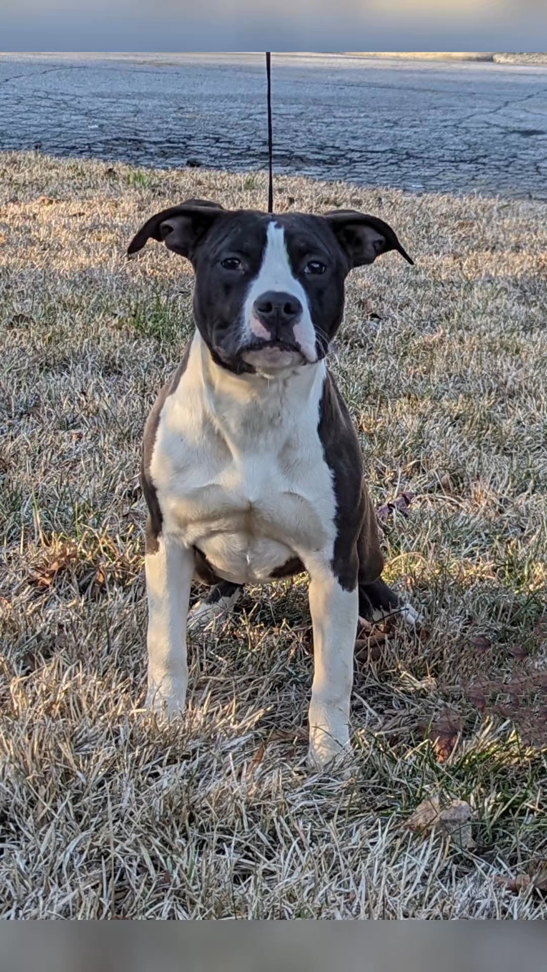 Black American Staffordshire Terriers in Forest Park, Georgia