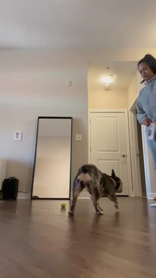 Blue And Tan Female Adult Frenchie in Washington, District of Columbia