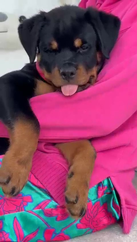 Rottweiler puppies in Philadelphia, Pennsylvania