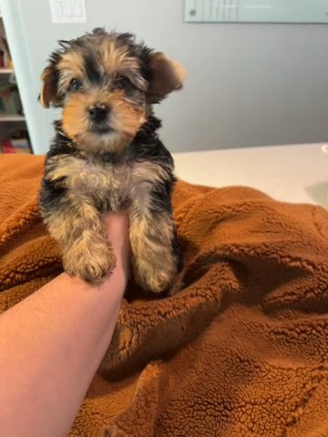 Male Yorkshire Terriee in Midland, Texas
