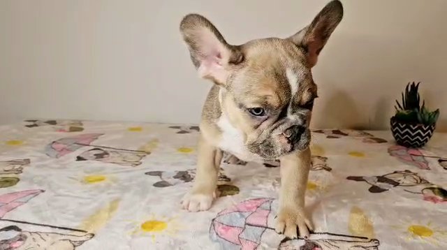 Frenchie  Male Drake in Snellville, Georgia