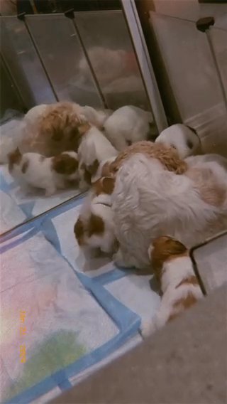 Shih Tzu Puppies! in Los Angeles, California