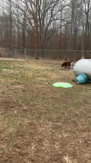 AKC Chocolate Labrador Retriever in Douglasville, Georgia