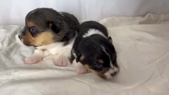 Corgis in Colton, California