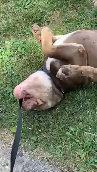olde English bulldog in Detroit, Michigan