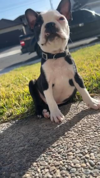 Boston Terrier in Laredo, Texas