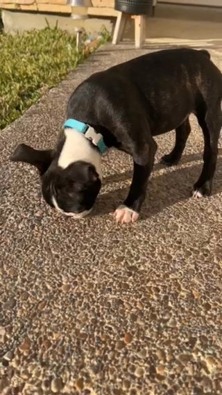 Boston Terrier Male in Laredo, Texas