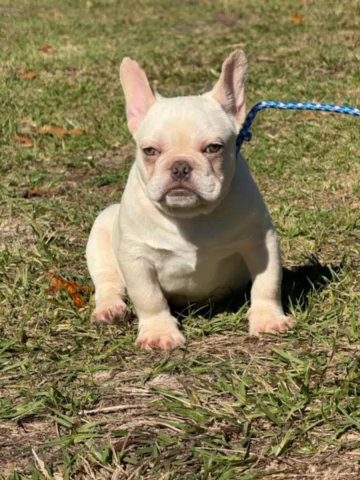 French bulldog in Ocala, Florida