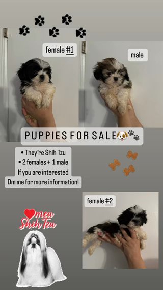 Shih Tzu in Greensboro, North Carolina