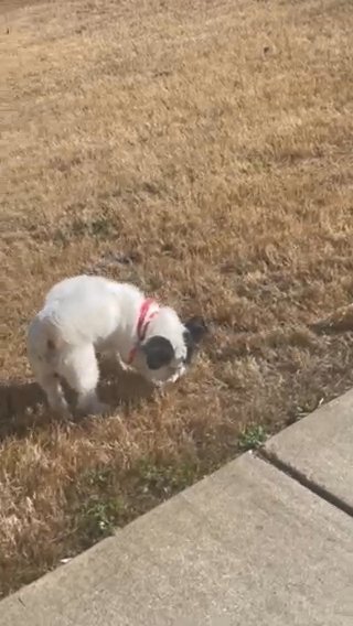 Snoopy (Maltese, Shih Tzu) in McDonough, Georgia