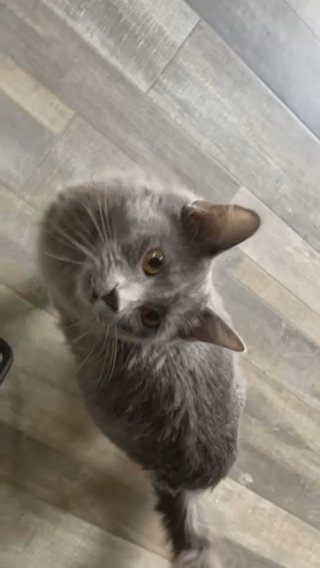 yoshi in Phoenix, Arizona