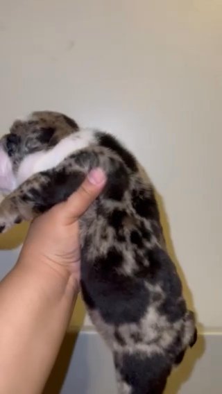 Merle Female English Bulldog in Roseville, Michigan