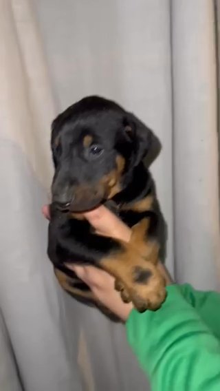 American Doberman Puppy in Fresno, California