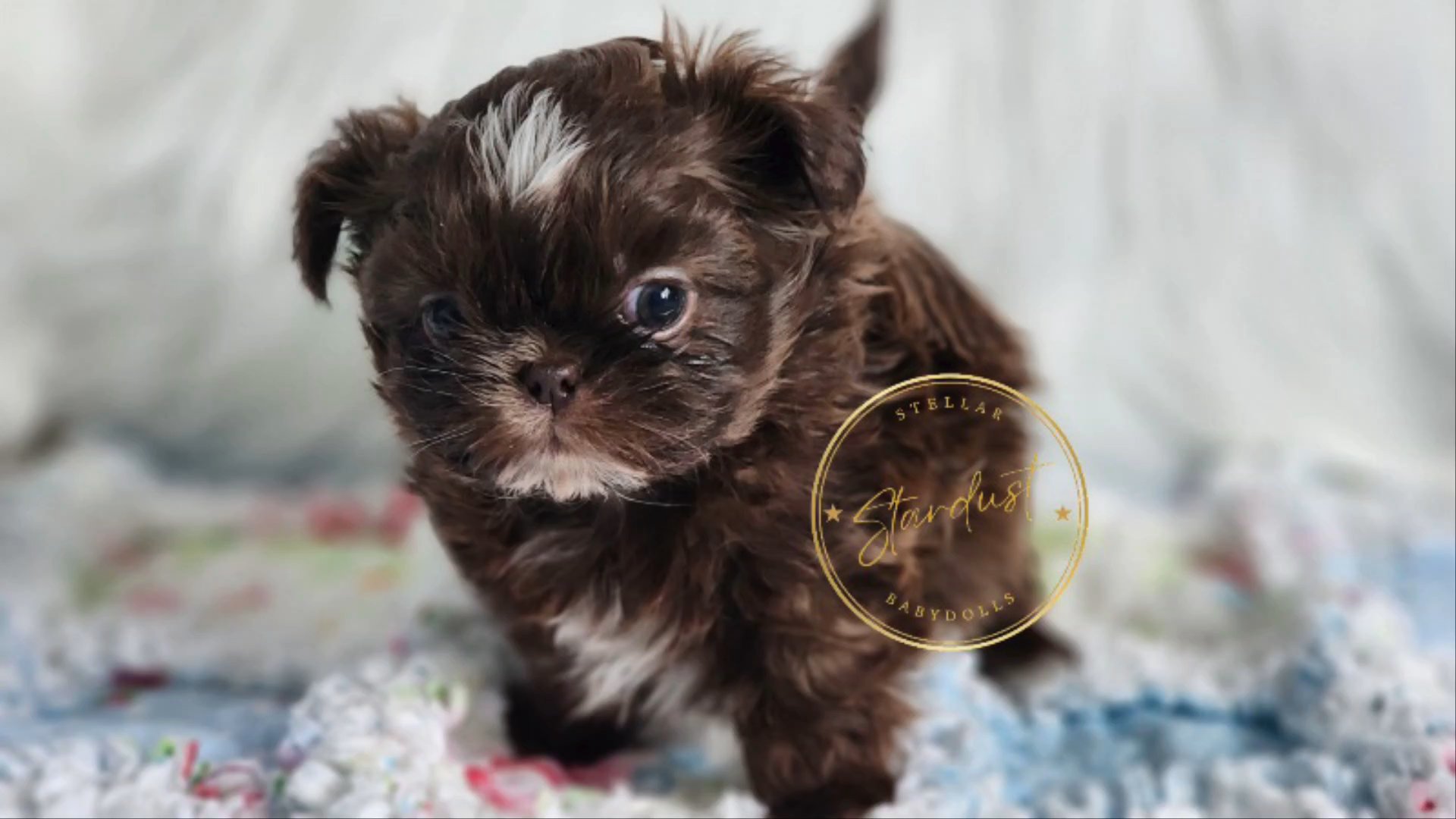 Imperial Shih tzus in Chicago, Illinois