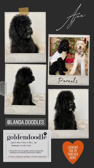 Goldendoodle (Male) in San Jacinto, California