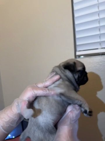 Male Pug Puppy in Fontana, California