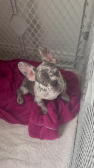 French Bulldog Puppies AKC in Fontana, California