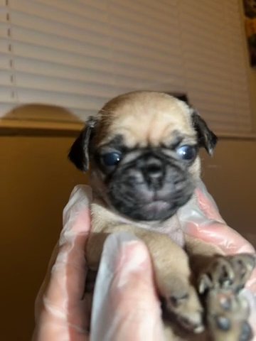 Female Pug Puppy in Fontana, California