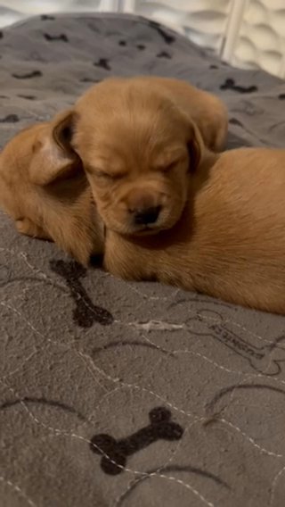 AKC Labrador Retriever-Mr Brown in Nashville, Tennessee