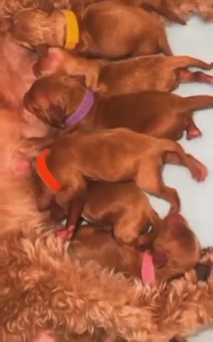 F2 Cavapoo puppies Ready In March in San Diego, California
