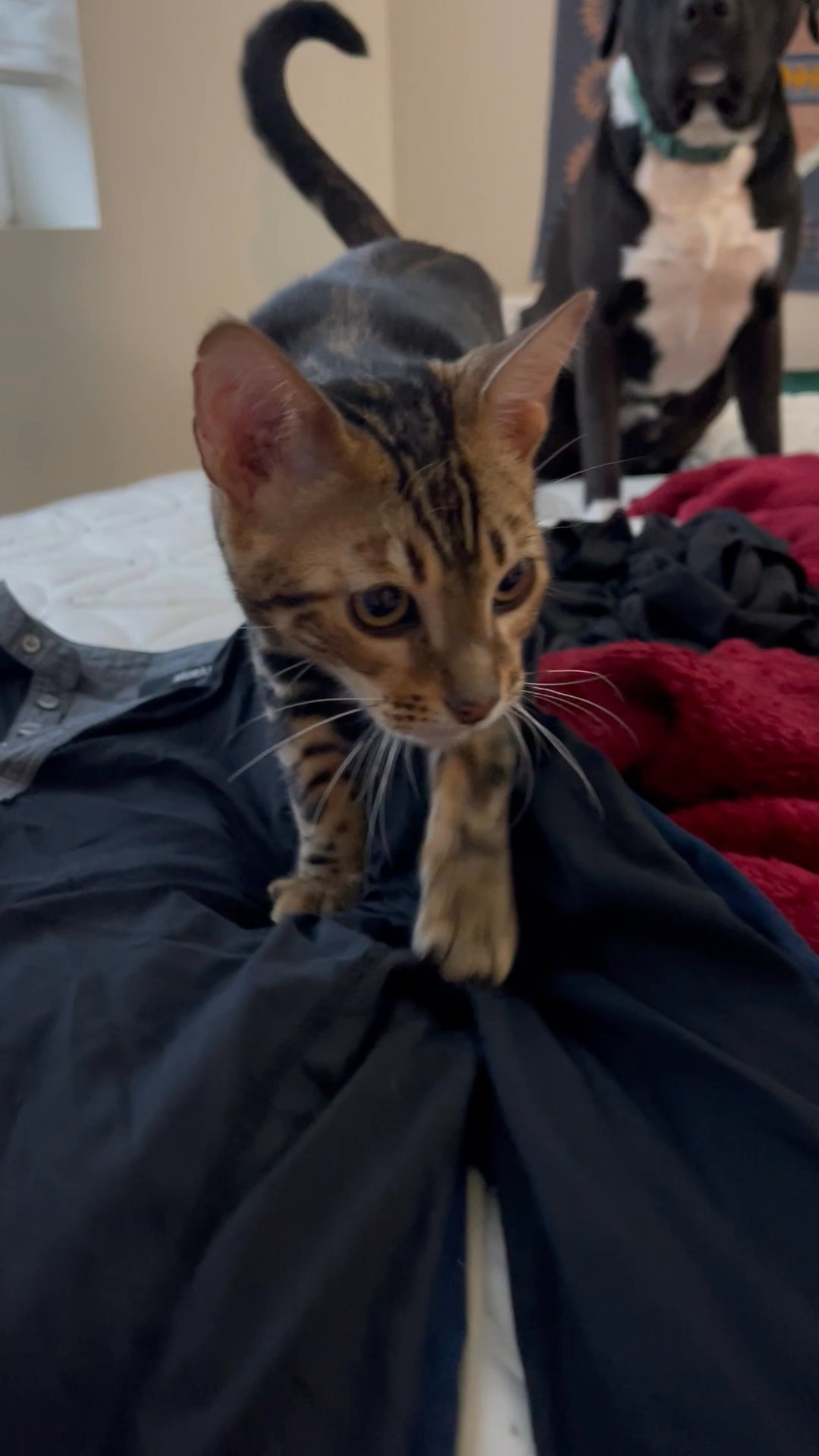 Registered unneutered Bengal Male for Sale in Arizona City, Arizona